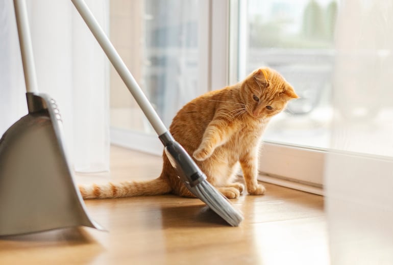 Gato jugando.