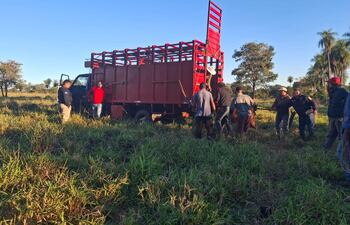 Efectivos policiales del Departamento de Lucha contra el Abigeato y de la Comisaría Primera recuperaron dos vacunos hurtados de una estancia.