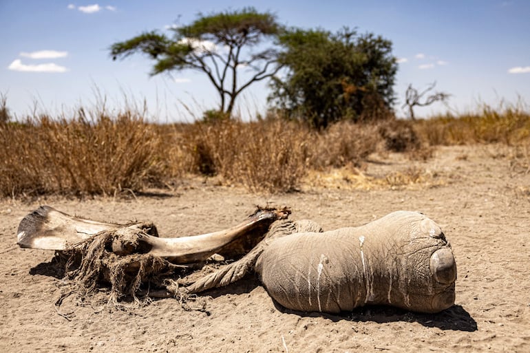 Una pata trasera del cadáver de una elefanta yace en el santuario de Kimana, en las afueras del Parque Nacional Amboseli, el 12 de agosto de 2026, tras una serie de muertes de elefantes en la zona.
