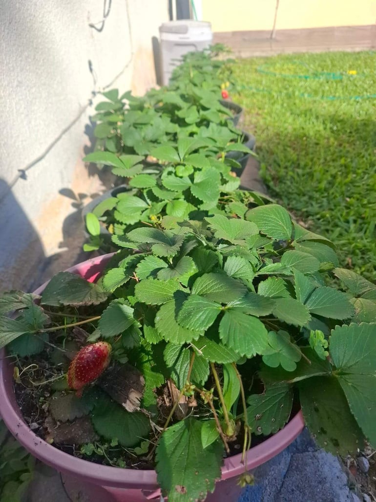 Un cultivo de frutillas en Ayolas, forma parte de la producción en la huerta urbana.