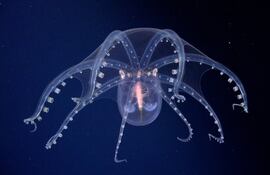 Especies encontradas en el fondo del Mar Argentino por la expedición del Consejo Nacional de Investigaciones Científicas y Técnicas (CONICET).