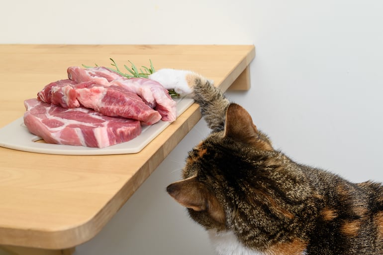 ¿Está bien dar carne cruda a mi gato?