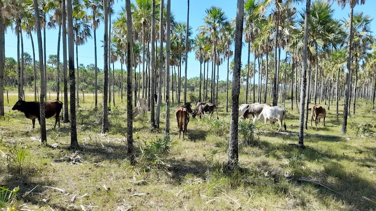 Animales vacunos se refugian del calor entre las palmas y los montes de las estancias.