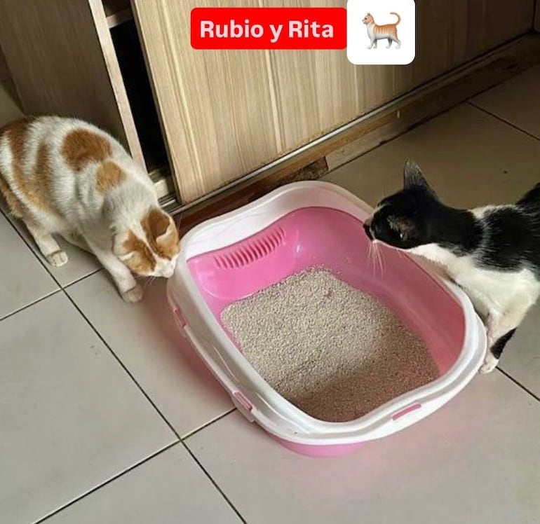 Rubio y Rita, los gatitos del Biggie, se vieron envueltos en una polémica "desaparición" este fin de semana.