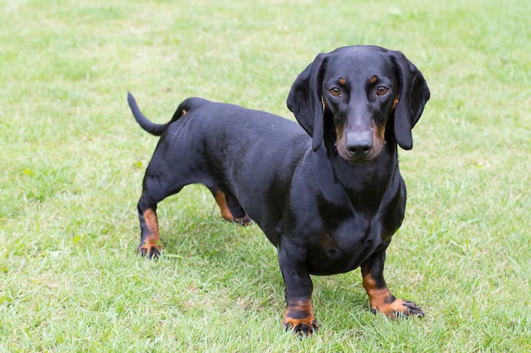 Perro salchicha o dachshund.