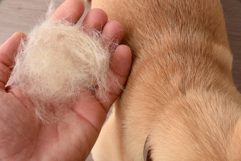 Muda en perros, imagen ilustrativa.