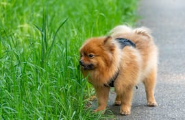 Perro come pasto.