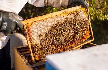 Dulce repunte: miel paraguaya en pleno auge