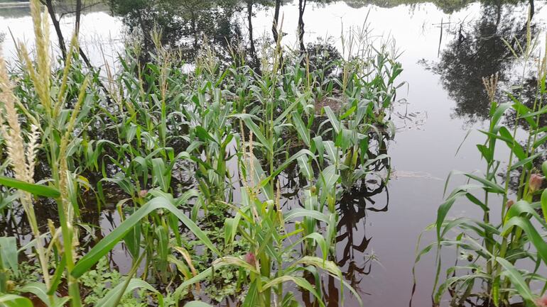 Cultivos de maíz, mandioca, zapallo, cebolla, batata y sandía se echaron a perder a consecuencia de la inundación por el desborde del arroyo Ñeembucú.