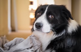 Perro border collie.