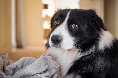 Perro border collie.