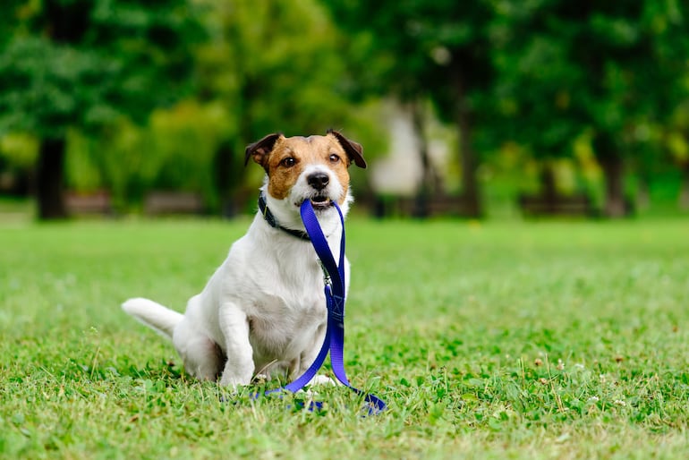 Perro de la raza Jack Russell Terrier con su correa pero sin su humano.
