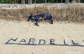 Hallan perro muerto con mensaje amenazante contra intendente de RI 3 Corrales.