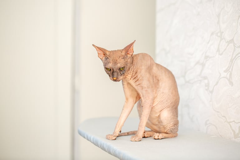 Gato sphynx.