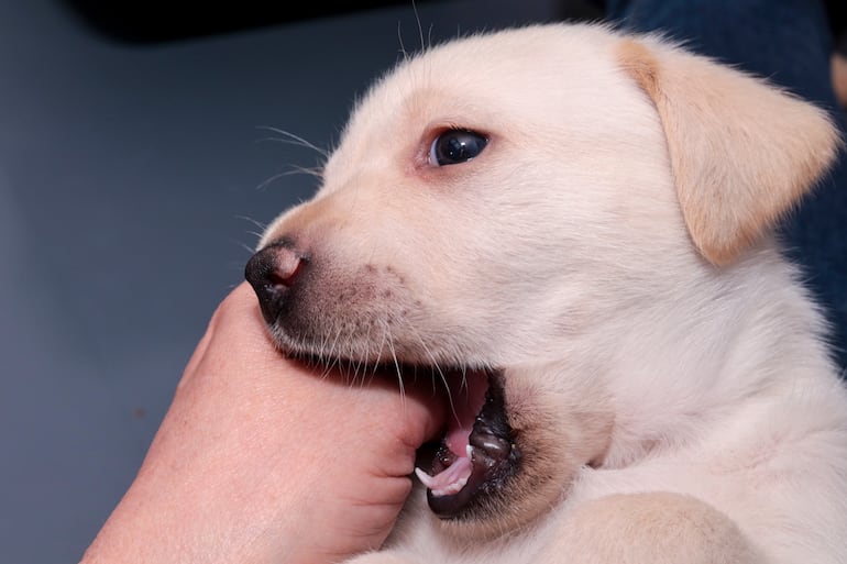 Dientes de cachorro.