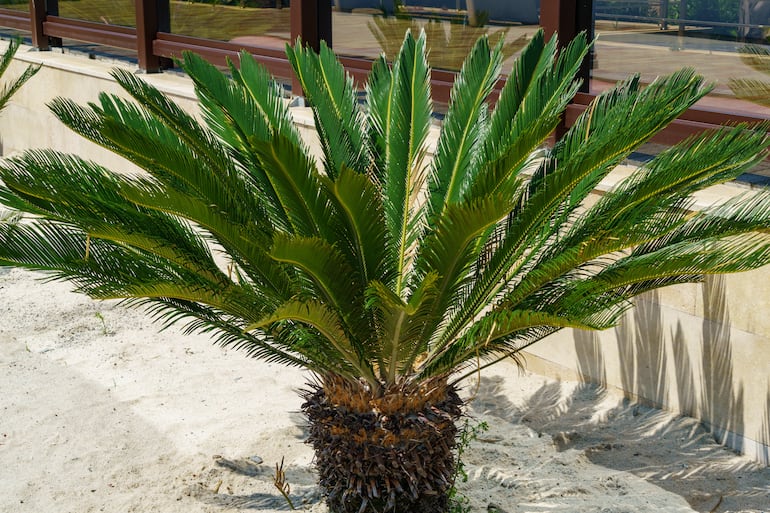 Palmas de sagú.