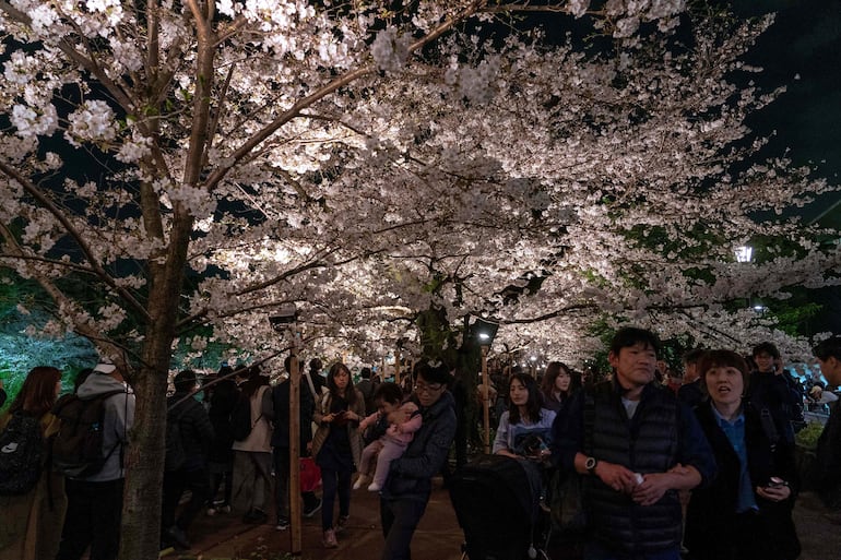 Un cerezo florecido iluminado en las cercanías del Palacio Imperial.