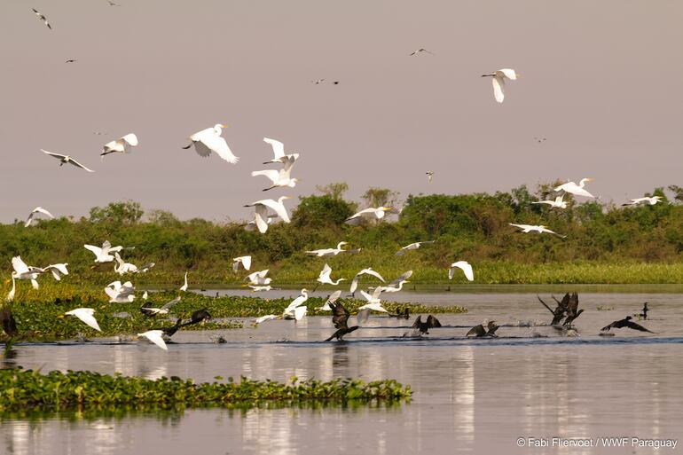 Danza de aves del Pantanal, en la zona de Fuerte Olimpo.