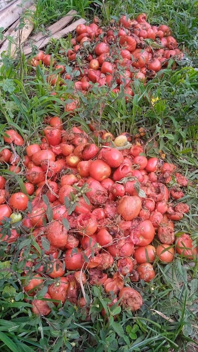 Temporal destruye producción de tomates en Santa Rosa, Misiones.