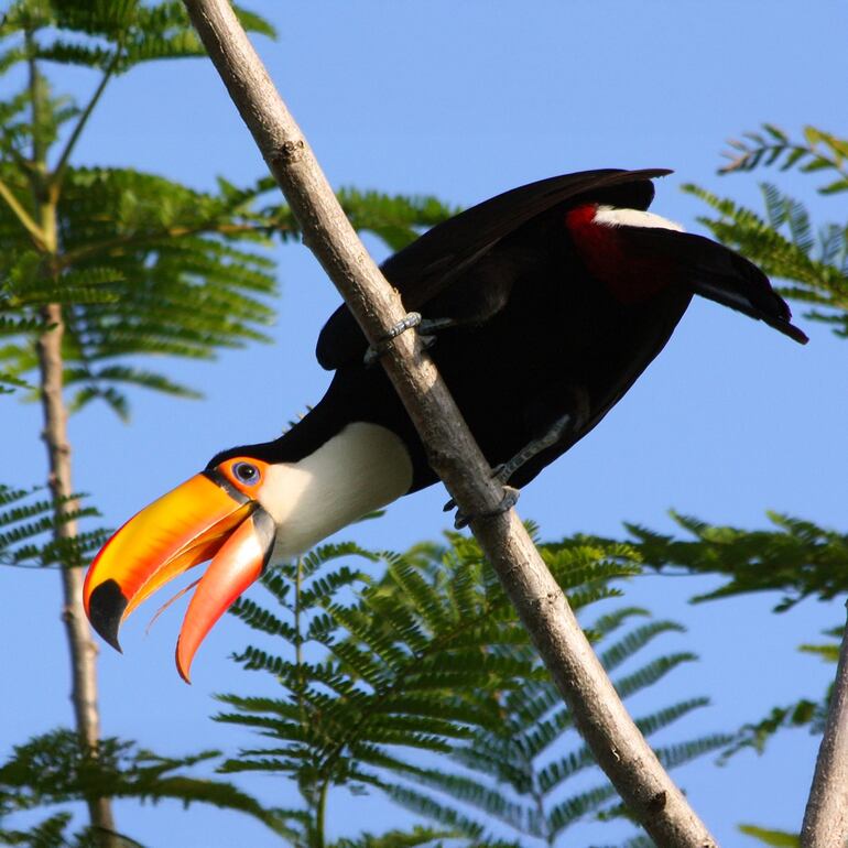 Tucanes en el Chaco.