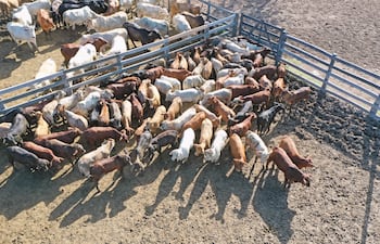 Genpy SA busca ampliar producción en Alto Paraguay