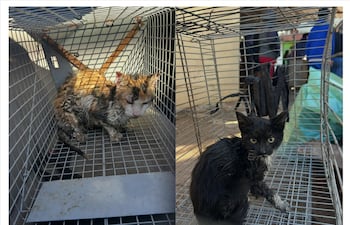 Incendio en Mercado de Itauguá también golpea a animales