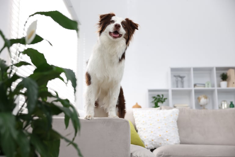 ¿Puede un perro border collie vivir feliz en un departamento? - Mascotas