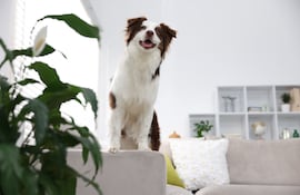 Un perro de la raza border collie está parado sobre un sofá.