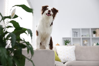 Un perro de la raza border collie está parado sobre un sofá.
