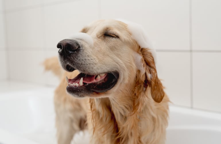 Perro de la raza golden retriever.
