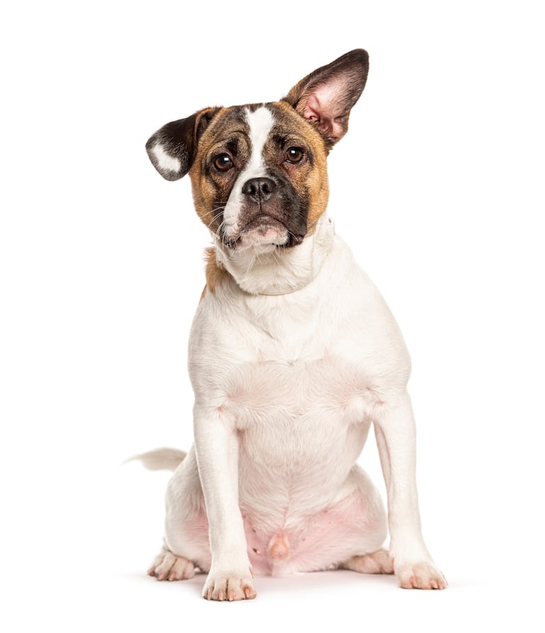 El lenguaje de las orejas de los perros.