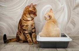 ¿Cómo los gatos usan su orina para comunicarse con otros felinos?