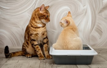 ¿Cómo los gatos usan su orina para comunicarse con otros felinos?
