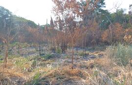 Sequía genera pérdidas y preocupación en San Pedro