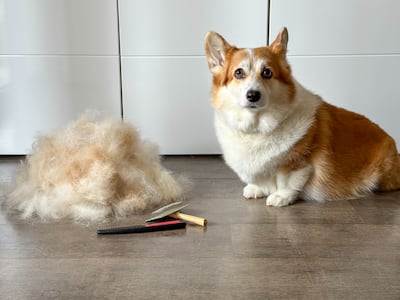 Pelaje doble en perros. Perro de la raza corgi.