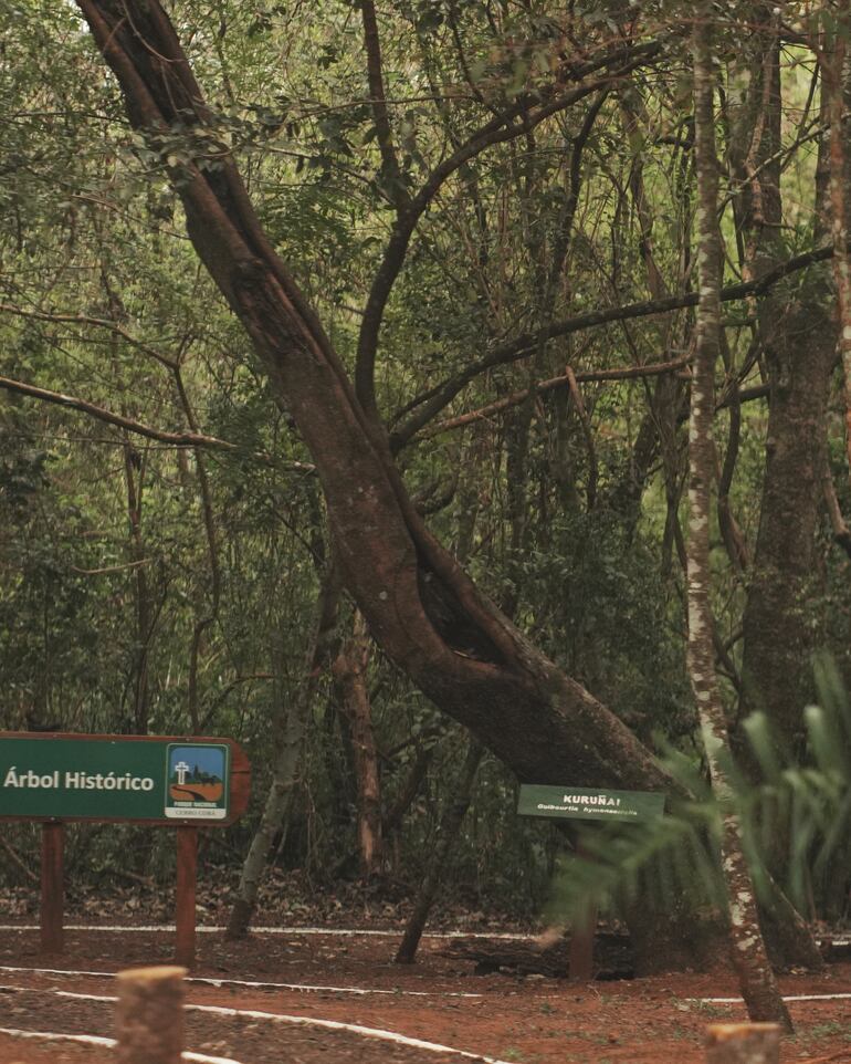 Colosos de la Tierra busca al "Árbol más grande de las Áreas Silvestres Protegidas". Se amplía el plazo para postulaciones.