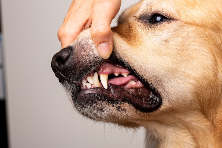 Veterinaria revisa los dientes de un perro.
