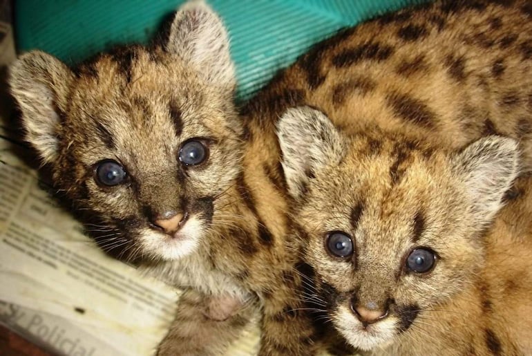 Cola y Colita, dos pumas cachorros con pelaje marrón claro y manchas distintivas.