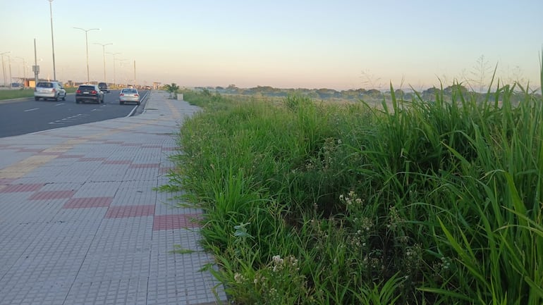 La Costanera Sur estaba tomada por las malezas hasta la denuncia ciudadana. 