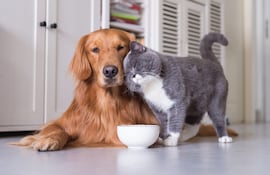 Golden Retriever y un gato British shorthair.