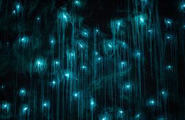 Glowworm Caves, Waitomo, Nueva Zelanda.