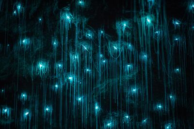 Glowworm Caves, Waitomo, Nueva Zelanda.