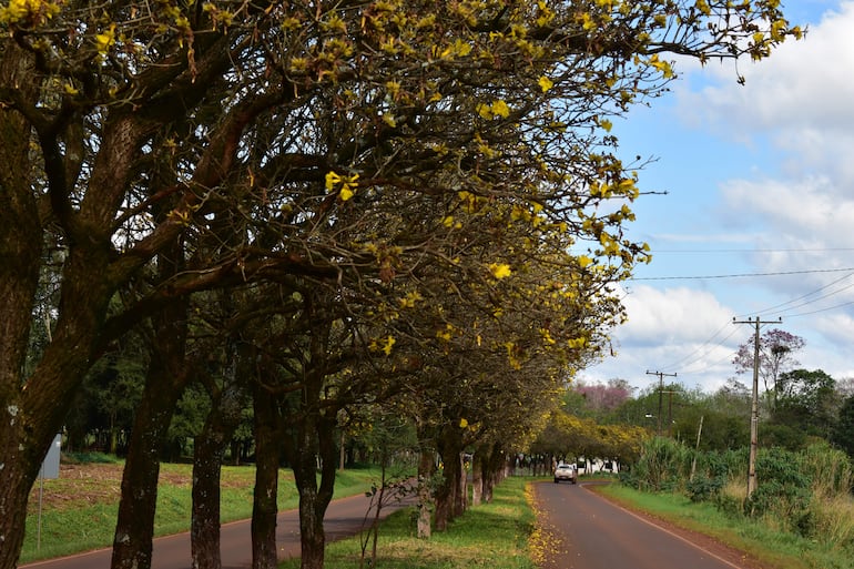 Avenida con árboles lapacho en flor amarilla, rodeada de vegetación densa y un camino de tierra. Ambiente tranquilo y rural.