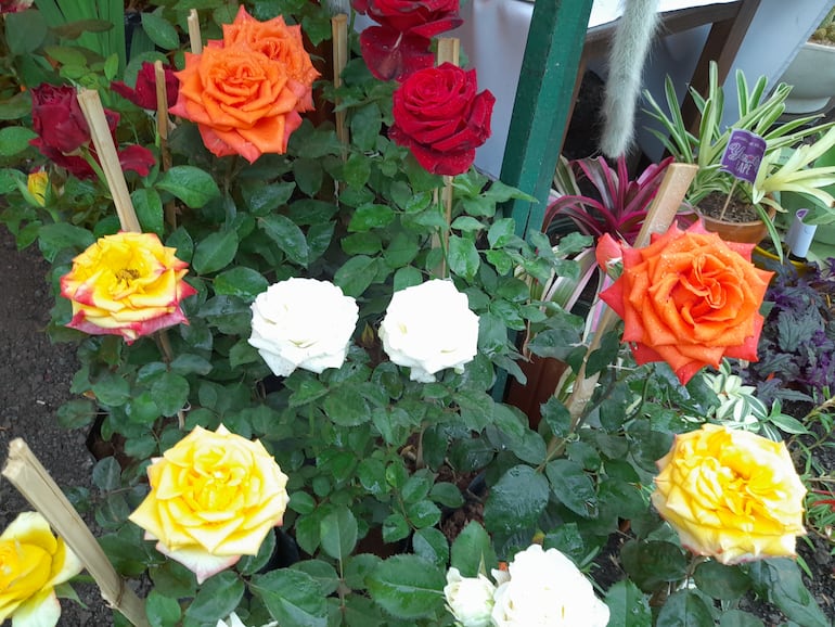 Rosas en Yvoty RAPE