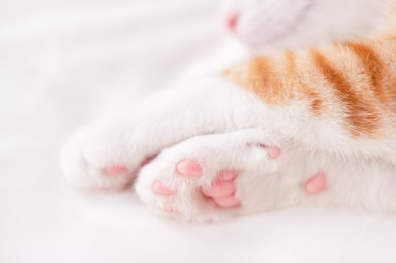 Patas de gato.