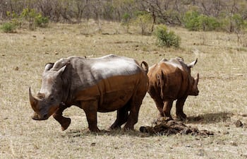 Rinoceronte y su cría espalda con espalda en el Parque Nacional Kruger, Sudáfrica.