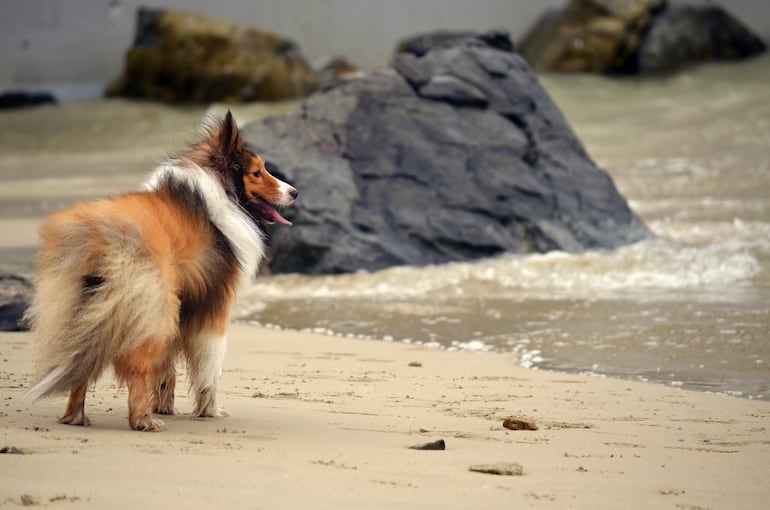 Perro pastor de las islas Shetland o sheltie.