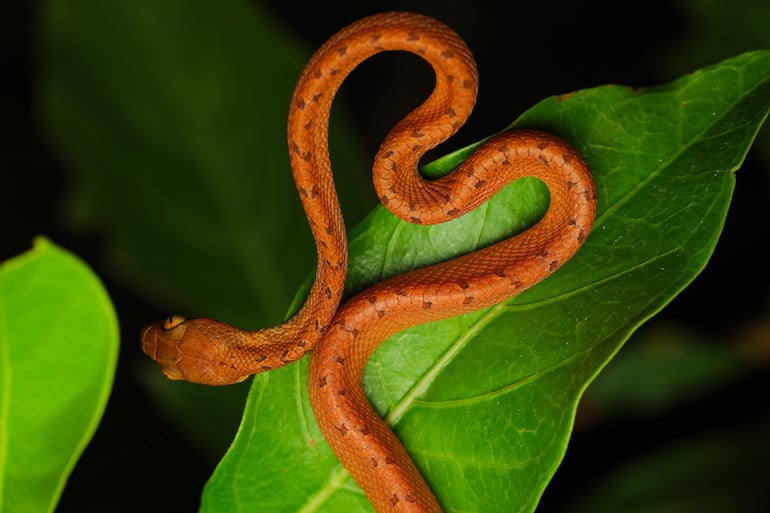 Serpiente.