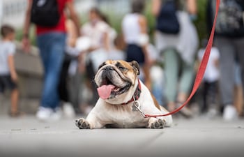 Durante los meses calurosos del verano es preferible realizar los paseos con los perros en las primeras horas de la mañana o al atardecer.