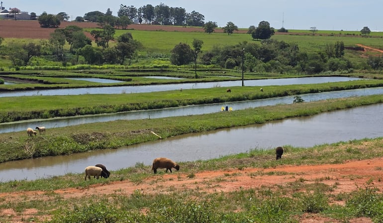 La piscicultura paraguaya busca ganarle terreno al pescado importado
